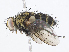  (Lixophaga Malaise4439 - CBG-A08743-D04)  @11 [ ] CreativeCommons - Attribution Share - Alike (2023) CBG Photography Group Centre for Biodiversity Genomics