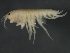  (Gammarus pseudolimnaeus - 08BBCRU-094)  @11 [ ] CreativeCommons - Attribution (2009) Unspecified Centre for Biodiversity Genomics