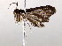  ( - BIOUG73024-A02)  @11 [ ] CreativeCommons - Attribution (2021) CBG Photography Group Centre for Biodiversity Genomics