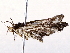  ( - BIOUG73024-B03)  @11 [ ] CreativeCommons - Attribution (2021) CBG Photography Group Centre for Biodiversity Genomics