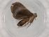  (Hypenodes Malaise9544 - BIOUG87504-F03)  @11 [ ] CreativeCommons - Attribution (2022) Centre for Biodiversity Genomics Centre for Biodiversity Genomics