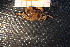  (Parathelphusa possoensis - R619-B11)  @13 [ ] Unspecified (default): All Rights Reserved  Unspecified Unspecified