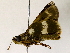  ( - BIOUG72939-A04)  @11 [ ] CreativeCommons - Attribution (2022) CBG Photography Group Centre for Biodiversity Genomics