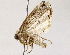  ( - BIOUG72939-B03)  @11 [ ] CreativeCommons - Attribution (2022) CBG Photography Group Centre for Biodiversity Genomics
