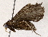  ( - BIOUG72939-B04)  @11 [ ] CreativeCommons - Attribution (2022) CBG Photography Group Centre for Biodiversity Genomics