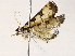  ( - BIOUG72939-B07)  @11 [ ] CreativeCommons - Attribution (2022) CBG Photography Group Centre for Biodiversity Genomics