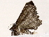  ( - BIOUG72939-C05)  @11 [ ] CreativeCommons - Attribution (2022) CBG Photography Group Centre for Biodiversity Genomics