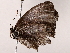  ( - BIOUG73651-G12)  @11 [ ] CreativeCommons - Attribution (2022) CBG Photography Group Centre for Biodiversity Genomics