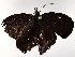  ( - BIOUG73651-H10)  @11 [ ] CreativeCommons - Attribution (2022) CBG Photography Group Centre for Biodiversity Genomics
