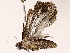  ( - BIOUG73652-C11)  @11 [ ] CreativeCommons - Attribution (2022) CBG Photography Group Centre for Biodiversity Genomics
