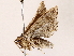  ( - BIOUG73653-D06)  @11 [ ] CreativeCommons - Attribution (2022) CBG Photography Group Centre for Biodiversity Genomics