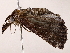  ( - BIOUG73653-G09)  @11 [ ] CreativeCommons - Attribution (2022) CBG Photography Group Centre for Biodiversity Genomics