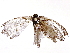  ( - BIOUG73654-D01)  @11 [ ] CreativeCommons - Attribution (2022) CBG Photography Group Centre for Biodiversity Genomics