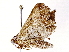  ( - BIOUG73654-E03)  @11 [ ] CreativeCommons - Attribution (2022) CBG Photography Group Centre for Biodiversity Genomics