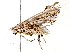  (ereMalaise01 Malaise3555 - BIOUG73654-E05)  @11 [ ] CreativeCommons - Attribution (2022) CBG Photography Group Centre for Biodiversity Genomics