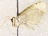  ( - BIOUG73654-F04)  @11 [ ] CreativeCommons - Attribution (2022) CBG Photography Group Centre for Biodiversity Genomics