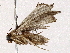  ( - BIOUG73654-G03)  @11 [ ] CreativeCommons - Attribution (2022) CBG Photography Group Centre for Biodiversity Genomics