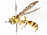  ( - BIOUG73655-B02)  @11 [ ] CreativeCommons - Attribution (2022) CBG Photography Group Centre for Biodiversity Genomics