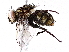  ( - BIOUG73655-D11)  @11 [ ] CreativeCommons - Attribution (2022) CBG Photography Group Centre for Biodiversity Genomics