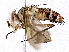  ( - BIOUG73655-E02)  @11 [ ] CreativeCommons - Attribution (2022) CBG Photography Group Centre for Biodiversity Genomics