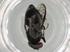  (Notogramma cimiciforme - BIOUG74592-A09)  @11 [ ] CreativeCommons - Attribution (2022) Centre for Biodiversity Genomics Centre for Biodiversity Genomics