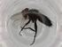  (Lixophaga Janzen5101 - BIOUG74597-C07)  @11 [ ] CreativeCommons - Attribution (2022) Centre for Biodiversity Genomics Centre for Biodiversity Genomics
