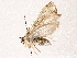  (Leptostales Malaise8964 - BIOUG76532-C06)  @11 [ ] CreativeCommons - Attribution (2022) CBG Photography Group Centre for Biodiversity Genomics