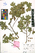  (Crataegus subsphaerica - LE-GU-10-01)  @11 [ ] CreativeCommons - Attribution Non-Commercial No Derivatives (2012) Roman Ufimov Komarov Botanical Institute, RAS