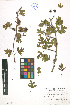  ( - LE-GU-11-03)  @11 [ ] CreativeCommons - Attribution Non-Commercial No Derivatives (2012) Roman Ufimov Komarov Botanical Institute, RAS