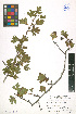  ( - LE-GU-11-08)  @11 [ ] CreativeCommons - Attribution Non-Commercial No Derivatives (2012) Roman Ufimov Komarov Botanical Institute, RAS
