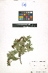  ( - LE-GU-11-13)  @11 [ ] CreativeCommons - Attribution Non-Commercial No Derivatives (2012) Roman Ufimov Komarov Botanical Institute, RAS