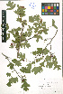  ( - LE-GU-11-133)  @11 [ ] CreativeCommons - Attribution Non-Commercial No Derivatives (2012) Roman Ufimov Komarov Botanical Institute, RAS
