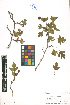  (Crataegus pseudoheterophylla - LE-GU-11-20)  @11 [ ] CreativeCommons - Attribution Non-Commercial No Derivatives (2012) Roman Ufimov Komarov Botanical Institute, RAS