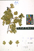  ( - LE-GU-11-27)  @11 [ ] CreativeCommons - Attribution Non-Commercial No Derivatives (2012) Roman Ufimov Komarov Botanical Institute, RAS