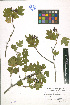  ( - LE-GU-11-29)  @11 [ ] CreativeCommons - Attribution Non-Commercial No Derivatives (2012) Roman Ufimov Komarov Botanical Institute, RAS