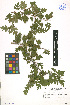  ( - LE-GU-11-32)  @11 [ ] CreativeCommons - Attribution Non-Commercial No Derivatives (2012) Roman Ufimov Komarov Botanical Institute, RAS