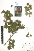  ( - LE-GU-11-33)  @11 [ ] CreativeCommons - Attribution Non-Commercial No Derivatives (2012) Roman Ufimov Komarov Botanical Institute, RAS