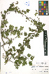  (Crataegus microphylla - LE-GU-11-37)  @11 [ ] CreativeCommons - Attribution Non-Commercial No Derivatives (2012) Roman Ufimov Komarov Botanical Institute, RAS