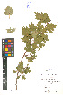  (Crataegus volgensis - LE-Go-10-12)  @11 [ ] CreativeCommons - Attribution Non-Commercial No Derivatives (2012) Roman Ufimov Komarov Botanical Institute, RAS