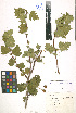  ( - LE-Go-10-31)  @11 [ ] CreativeCommons - Attribution Non-Commercial No Derivatives (2012) Roman Ufimov Komarov Botanical Institute, RAS