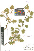  (Crataegus rhipidophylla - LE-Ku-11-39)  @11 [ ] CreativeCommons - Attribution Non-Commercial No Derivatives (2012) Roman Ufimov Komarov Botanical Institute, RAS