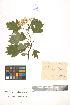  ( - LE-Tzv-00-2)  @11 [ ] CreativeCommons - Attribution Non-Commercial No Derivatives (2012) Roman Ufimov Komarov Botanical Institute, RAS