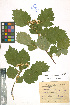  ( - LE-Tzv-10-37)  @11 [ ] CreativeCommons - Attribution Non-Commercial No Derivatives (2012) Roman Ufimov Komarov Botanical Institute, RAS