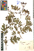  ( - LE-Tzv-89-1)  @11 [ ] CreativeCommons - Attribution Non-Commercial No Derivatives (2012) Roman Ufimov Komarov Botanical Institute, RAS