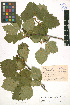  (Crataegus chlorocarpa - LE-Tzv-98-7)  @11 [ ] CreativeCommons - Attribution Non-Commercial No Derivatives (2012) Roman Ufimov Komarov Botanical Institute, RAS