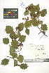  (Crataegus flabellata - LE-Tzv-98-8)  @11 [ ] CreativeCommons - Attribution Non-Commercial No Derivatives (2012) Roman Ufimov Komarov Botanical Institute, RAS