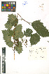  ( - LE-Tzv-99-4)  @11 [ ] CreativeCommons - Attribution Non-Commercial No Derivatives (2012) Roman Ufimov Komarov Botanical Institute, RAS