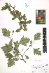  (Crataegus dsungarica - LE-Uf-10-23)  @11 [ ] CreativeCommons - Attribution Non-Commercial No Derivatives (2012) Roman Ufimov Komarov Botanical Institute, RAS