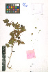  ( - LE-Uf-10-32)  @11 [ ] CreativeCommons - Attribution Non-Commercial No Derivatives (2012) Roman Ufimov Komarov Botanical Institute, RAS