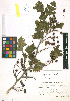  (Crataegus songarica - LE-Za-09-1)  @11 [ ] CreativeCommons - Attribution Non-Commercial No Derivatives (2012) Roman Ufimov Komarov Botanical Institute, RAS